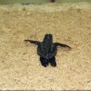 Unechte Karettschildkröte, Caretta caretta, ein Schlüpfling – © Gabriel Soeiro Unechte Karettschildkröte, Caretta caretta, ein Schlüpfling – © Gabriel Soeiro