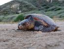 Mediterrane unechte Karettschildkröte, Caretta caretta, – © Dimitris Margaritoulis, Archelon