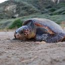 Mediterrane unechte Karettschildkröte, Caretta caretta, – © Dimitris Margaritoulis, Archelon