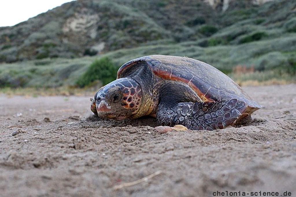 Mediterrane unechte Karettschildkröte, Caretta caretta, – © Dimitris Margaritoulis, Archelon