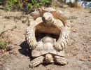 Spornschildkröte, Centrochelys sulcata, – © Hans-Jürgen Bidmon