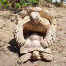 Spornschildkröte, Centrochelys sulcata, – © Hans-Jürgen Bidmon