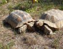 Spornschildkröte, Centrochelys sulcata, – © Hans-Jürgen Bidmon