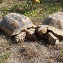 Spornschildkröte, Centrochelys sulcata, – © Hans-Jürgen Bidmon