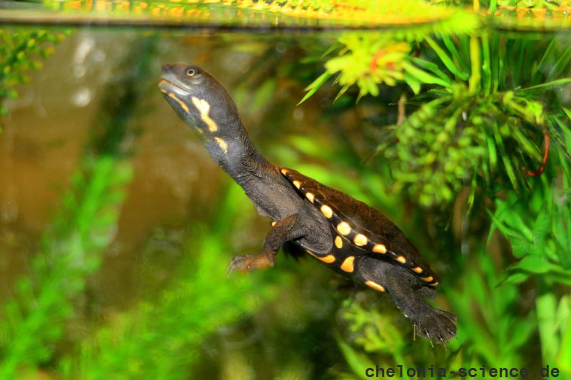Glattrückige Schlangenhalsschildkröte, Chelodina longicollis, im Aquaterrarium – © Stefan Thierfeldt Glattrückige Schlangenhalsschildkröte, Chelodina longicollis, im Aquaterrarium – © Stefan Thierfeldt