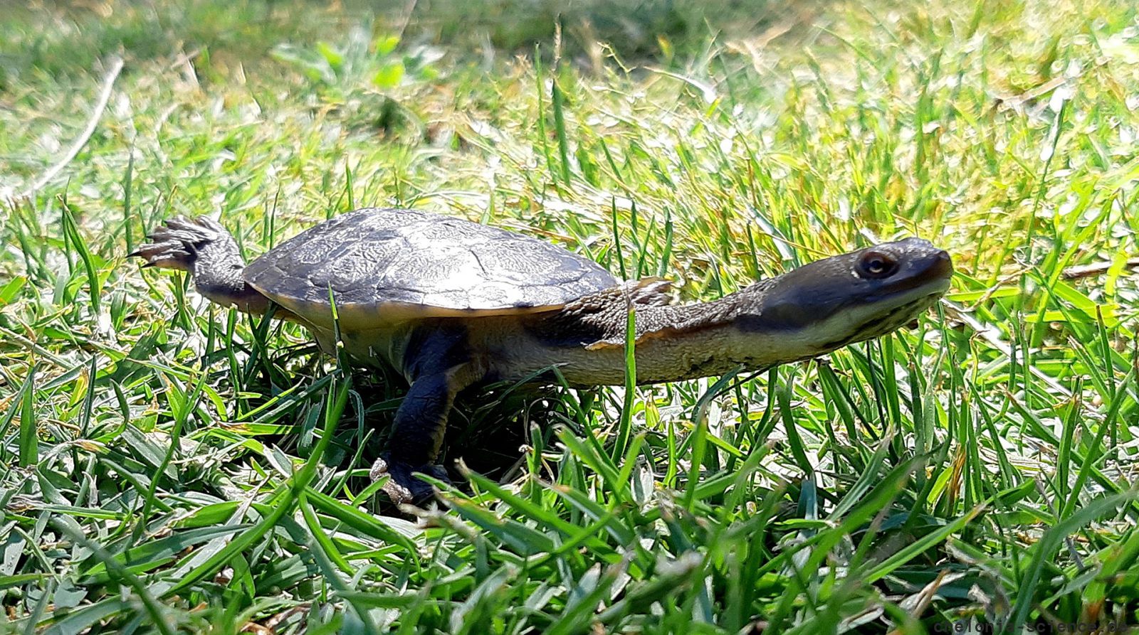 Glattrückige Schlangenhalsschildkröte, Chelodina longicollis, – © Anthony Santoro