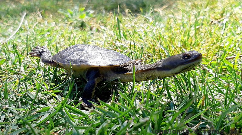 Glattrückige Schlangenhalsschildkröte, Chelodina longicollis, – © Anthony Santoro Glattrückige Schlangenhalsschildkröte, Chelodina longicollis, – © Anthony Santoro