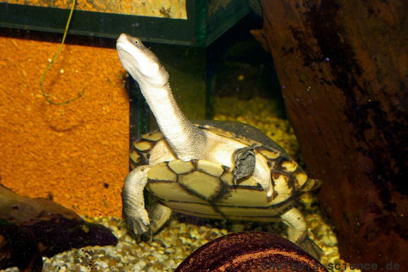 Glattrückige Schlangenhalsschildkröte, Chelodina longicollis, © Stefan Thierfeldt Glattrückige Schlangenhalsschildkröte, Chelodina longicollis, © Stefan Thierfeldt