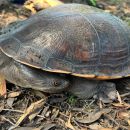 Nordaustralische Schlangenhalsschildkr&ouml;te, Chelodina rugosa, &ndash; &copy; Helene Truscott