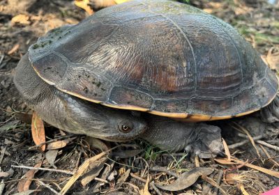 Nordaustralische Schlangenhalsschildkröte, Chelodina rugosa, – © Helene Truscott