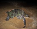 Schwarze Suppenschildkröte, Chelonia agassizii, – © Carlos Delgado-Trejo