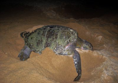Chelonia agassizii – Schwarze Suppenschildkröte