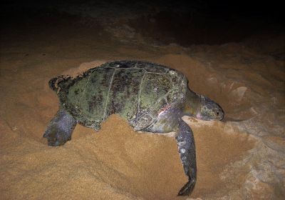 Schwarze Suppenschildkröte, Chelonia agassizii, – © Carlos Delgado-Trejo