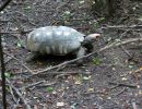 Köhlerschildkröte, Chelonoidis carbonaria, ein adultes Tier in Paraguay – © Hans-Jürgen Bidmon