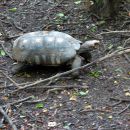 Köhlerschildkröte, Chelonoidis carbonaria, ein adultes Tier in Paraguay – © Hans-Jürgen Bidmon