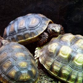 Köhlerschildkröte, Chelonoidis carbonaria, – © Hans-Jürgen Bidmon Köhlerschildkröte, Chelonoidis carbonaria, – © Hans-Jürgen Bidmon