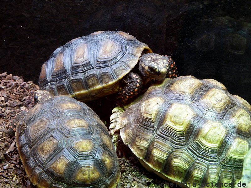 Köhlerschildkröte, Chelonoidis carbonaria, – © Hans-Jürgen Bidmon