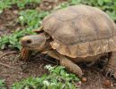 Argentinische Landschildkröte, Chelonoidis chilensis, – © Gerardo C. Leynaud