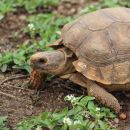 Argentinische Landschildkröte, Chelonoidis chilensis, – © Gerardo C. Leynaud