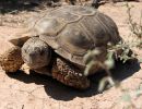 Argentinische Landschildkröte, Chelonoidis chilensis, – © Gerardo C. Leynaud