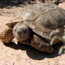 Argentinische Landschildkröte, Chelonoidis chilensis, – © Gerardo C. Leynaud