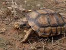 Argentinische Landschildkröte, Chelonoidis chilensis, – © Thomas Vinke