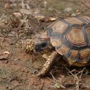 Argentinische Landschildkröte, Chelonoidis chilensis, – © Thomas Vinke