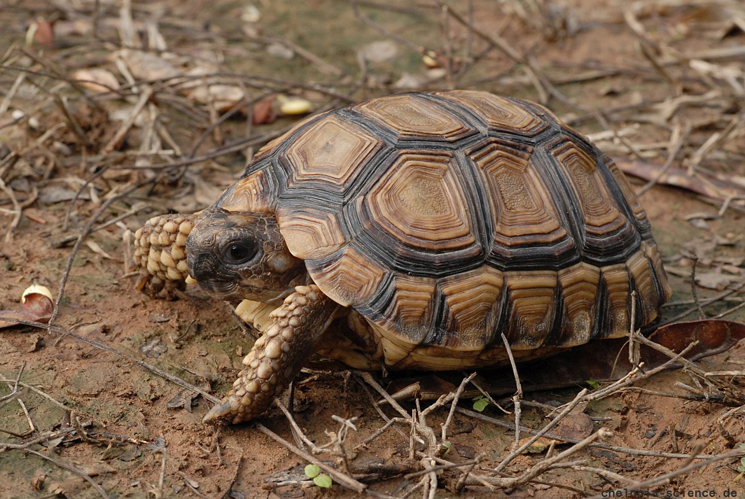 Argentinische Landschildkröte, Chelonoidis chilensis, – © Thomas Vinke