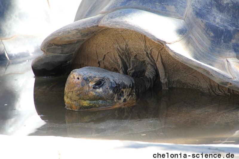 Floreana-Riesenschildkröte, Chelonoidis niger, – © Hans-Jürgen Bidmon Floreana-Riesenschildkröte, Chelonoidis niger, – © Hans-Jürgen Bidmon