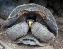 Floreana-Riesenschildkröte, Chelonoidis niger, Zuchtweibchen Z7. Bei diesem Weibchen handelt es sich um eine Hybride aus C. becki und C. niger mit hohem C. niger Anteil, welches zur Nachzucht von C. niger eingesetzt wird. – © Washington Tapia