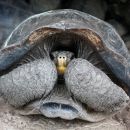 Floreana-Riesenschildkröte, Chelonoidis niger, Zuchtweibchen Z7. Bei diesem Weibchen handelt es sich um eine Hybride aus C. becki und C. niger mit hohem C. niger Anteil, welches zur Nachzucht von C. niger eingesetzt wird. – © Washington Tapia