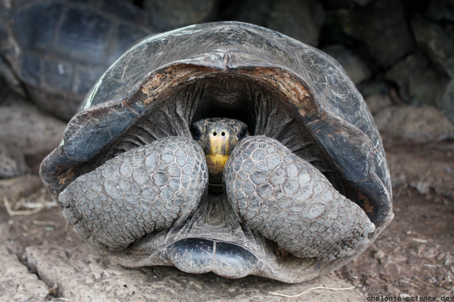 Floreana-Riesenschildkröte, Chelonoidis niger, Zuchtweibchen Z7. Bei diesem Weibchen handelt es sich um eine Hybride mit hohem C. niger Anteil, welches zur Nachzucht von C. niger eingesetzt wird. – © Washington Tapia