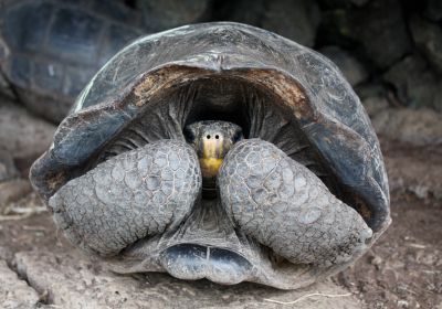 Chelonoidis niger – Floreana-Riesenschildkröte