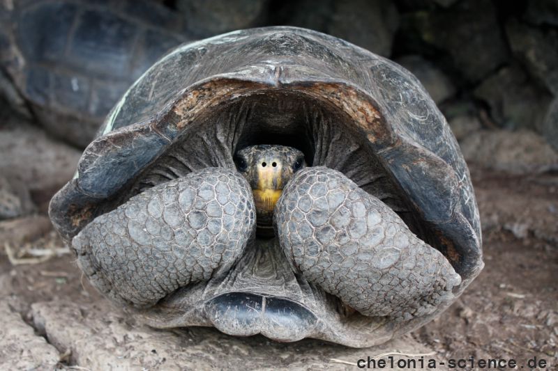 Floreana-Riesenschildkröte, Chelonoidis niger, Zuchtweibchen Z7. Bei diesem Weibchen handelt es sich um eine Hybride aus C. becki und C. niger mit hohem C. niger Anteil, welches zur Nachzucht von C. niger eingesetzt wird. – © Washington Tapia Floreana-Riesenschildkröte, Chelonoidis niger, Zuchtweibchen Z7. Bei diesem Weibchen handelt es sich um eine Hybride aus C. becki und C. niger mit hohem C. niger Anteil, welches zur Nachzucht von C. niger eingesetzt wird. – © Washington Tapia
