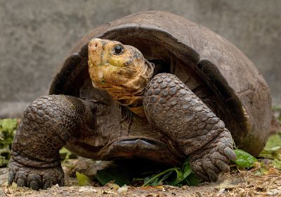 Fernandina-Riesenschildkröte, Chelonoidis phantasticus, – © Lucas Bustamante, Galapagos Conservancy