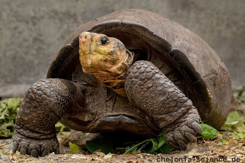 Chelonoidis phantasticus, Fernandina-Riesenschildkröte, – © Lucas Bustamante, Galapagos National Park and Galapagos Conservancy