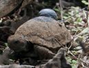 Santa-Cruz-Riesenschildkröte, Chelonoidis porteri, ein senderbestückter Schlüpfling auf Santa Cruz – © Stephen Blake