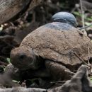 Santa-Cruz-Riesenschildkröte, Chelonoidis porteri, ein senderbestückter Schlüpfling auf Santa Cruz – © Stephen Blake