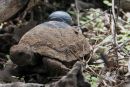 Santa-Cruz-Riesenschildkr&ouml;te,&nbsp;Chelonoidis porteri, ein senderbest&uuml;ckter Schl&uuml;pfling auf Santa Cruz &ndash;&nbsp;&copy;&nbsp;Stephen Blake