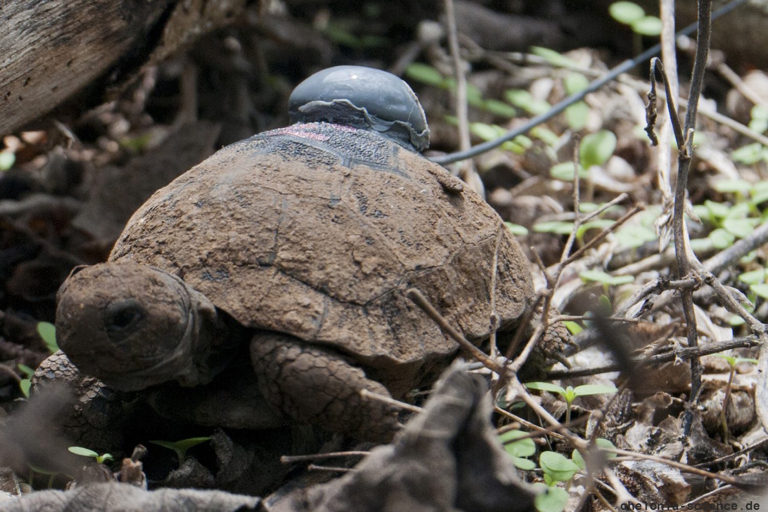 Santa-Cruz-Riesenschildkröte, Chelonoidis porteri, ein senderbestückter Schlüpfling auf Santa Cruz – © Stephen Blake