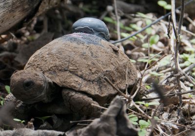 Santa-Cruz-Riesenschildkröte, Chelonoidis porteri, – © Stephen Blake