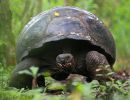 Santa-Cruz-Riesenschildkröte, Chelonoidis porteri, ein wanderndes Tier – © Christian Ziegler