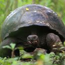 Santa-Cruz-Riesenschildkröte, Chelonoidis porteri, ein wanderndes Tier – © Christian Ziegler