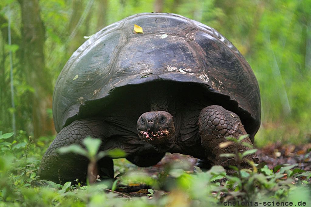 Santa-Cruz-Riesenschildkröte, Chelonoidis porteri, ein wanderndes Tier – © Christian Ziegler