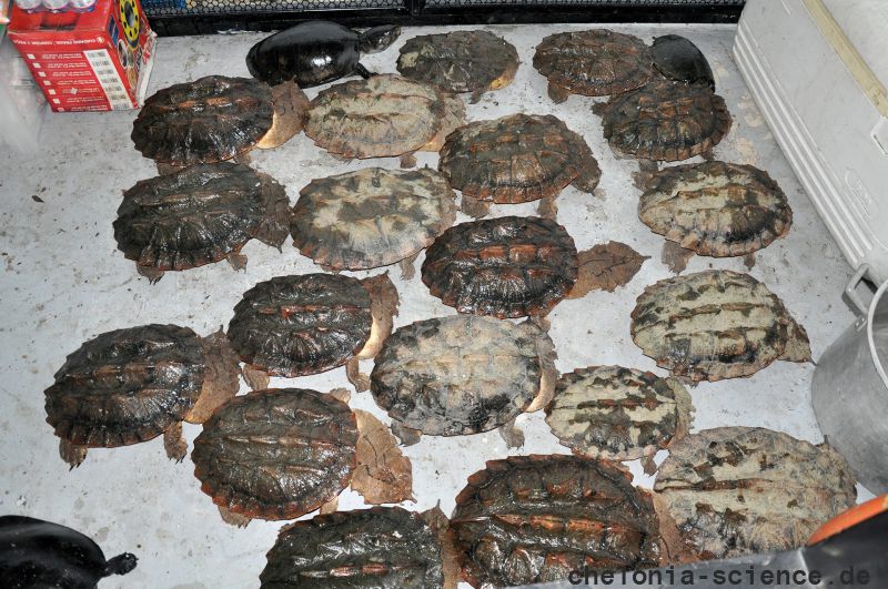 Fransenschildkröte, Chelus fimbriatus, – © Fabio Andrew G. Cunha Fransenschildkröte, Chelus fimbriatus, – © Fabio Andrew G. Cunha
