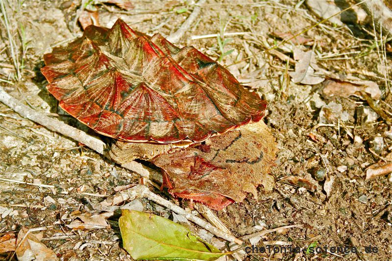 Fransenschildkröte, Chelus fimbriatus, – © Camila R. Ferrara Fransenschildkröte, Chelus fimbriatus, – © Camila R. Ferrara