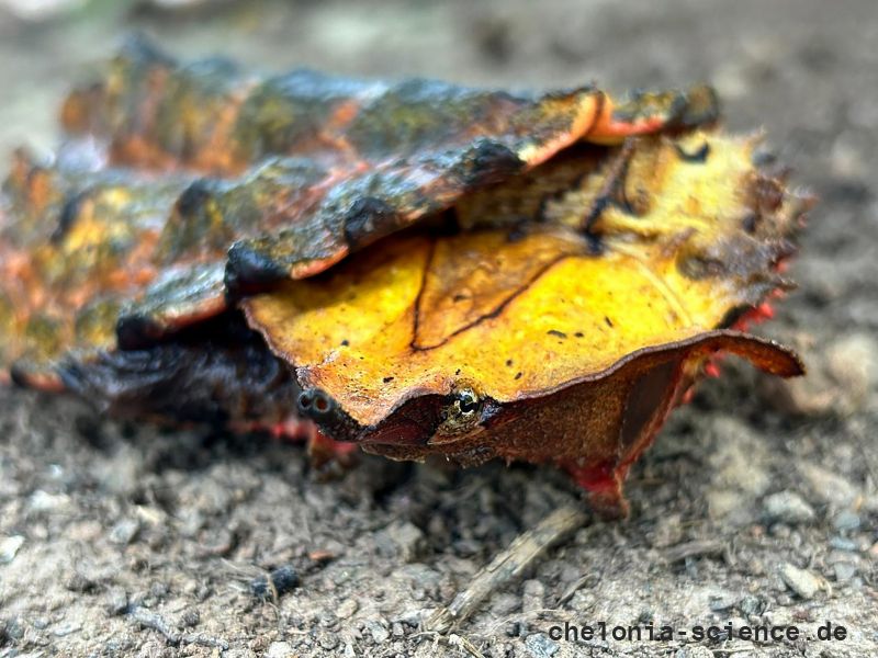 Fransenschildkröte, Chelus fimbriatus, – © Camila R. Ferrara Fransenschildkröte, Chelus fimbriatus, – © Camila R. Ferrara