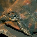 Afrikanische Schnabelbrustschildkröte, Chersina angulata, – © Hilmar Hufer