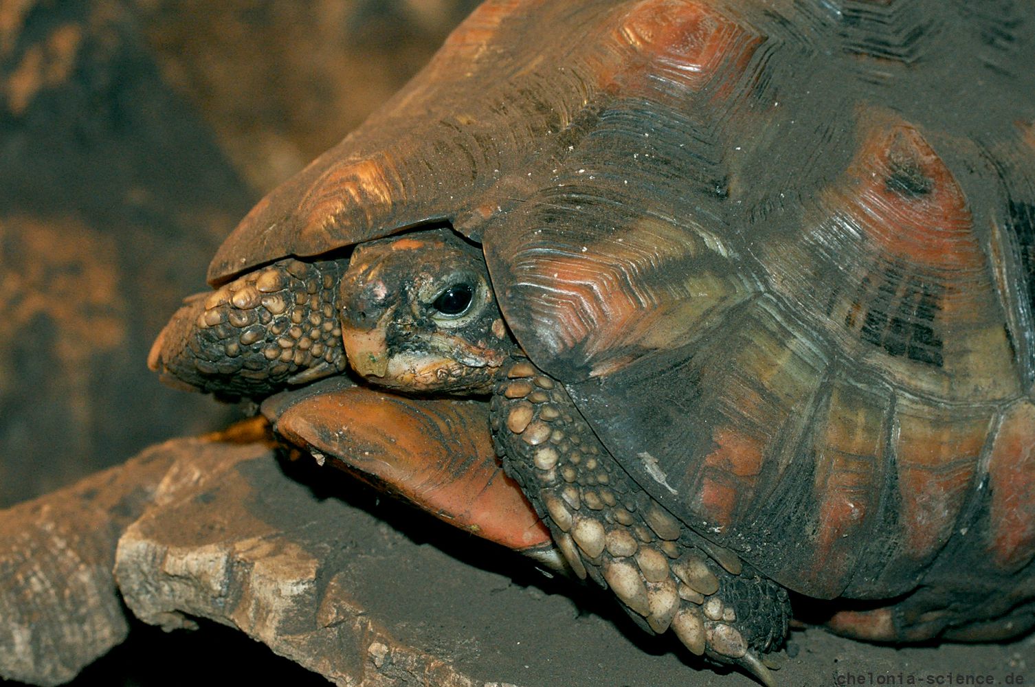 Afrikanische Schnabelbrustschildkröte, Chersina angulata, – © Hilmar Hufer