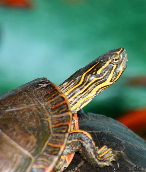 Westliche Zierschildkröte, Chrysemys picta bellii, – © Haushe Suganthan Westliche Zierschildkröte, Chrysemys picta bellii, – © Haushe Suganthan